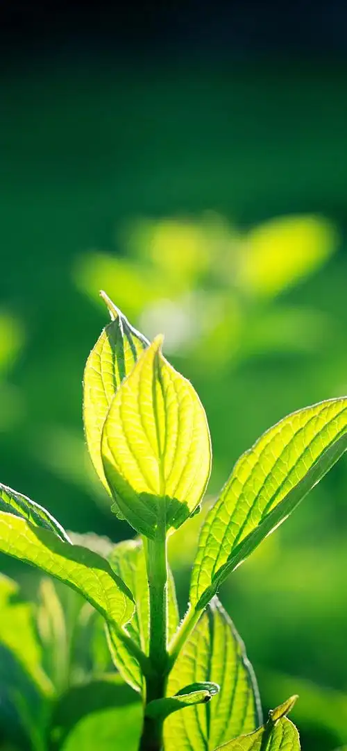 首页 自然与风景 叶子