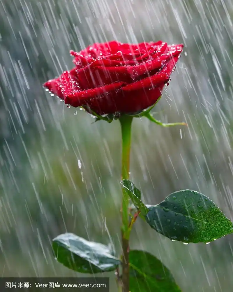 红玫瑰在雨中绽放