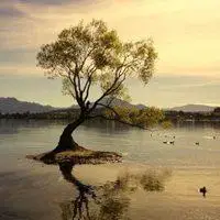 一个太阳一棵树头像_微信头像图片大全