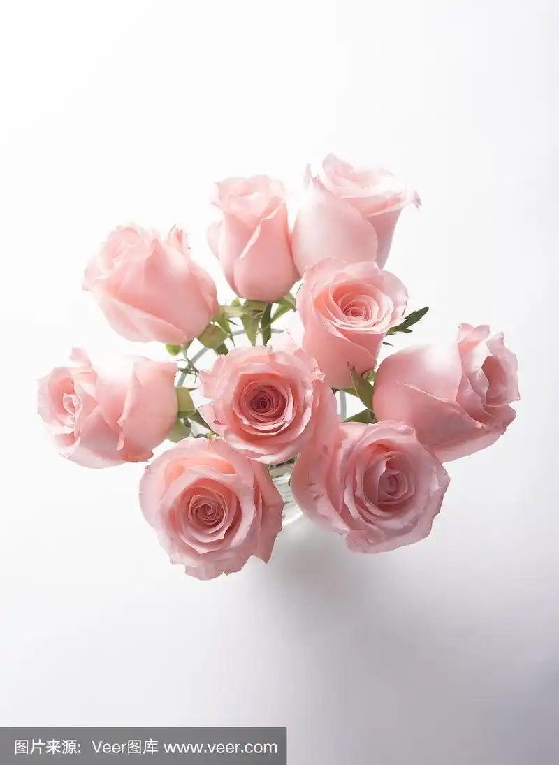 一束粉红色的玫瑰