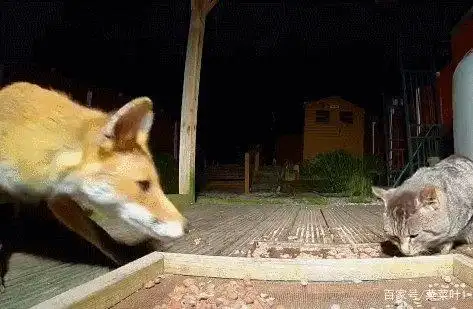 1987夜狸猫事件未解之谜:一夜之间离奇消失的村庄