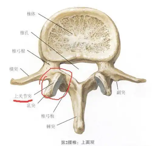 对于"腰椎峡部裂",你了解多少?
