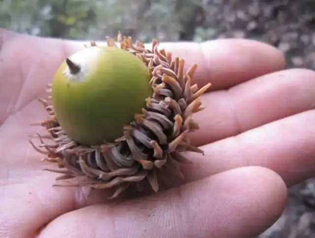 栎树高大伟岸,但果实却小巧可爱,用来食用把玩都不错