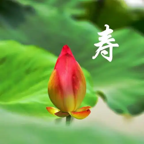 长辈的微信头像_头像图片_扣扣乐园