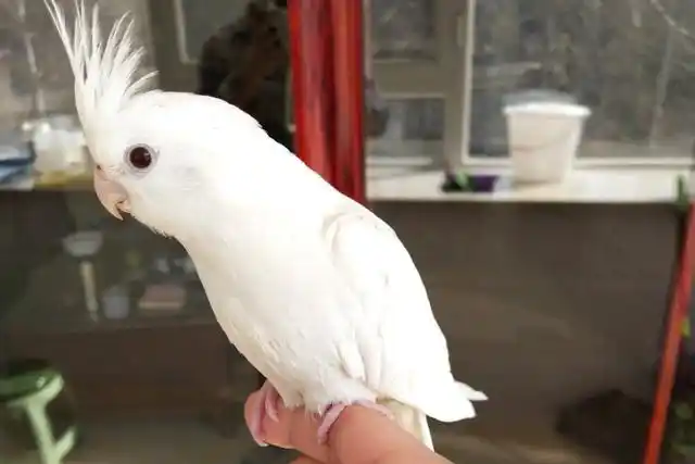 玄凤鹦鹉还有这么漂亮的品种,网友直呼:爱了!