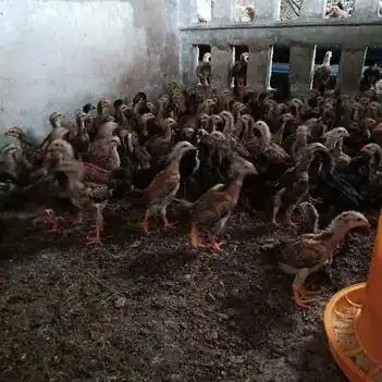 杂交斗鸡苗 斗阉童鸡