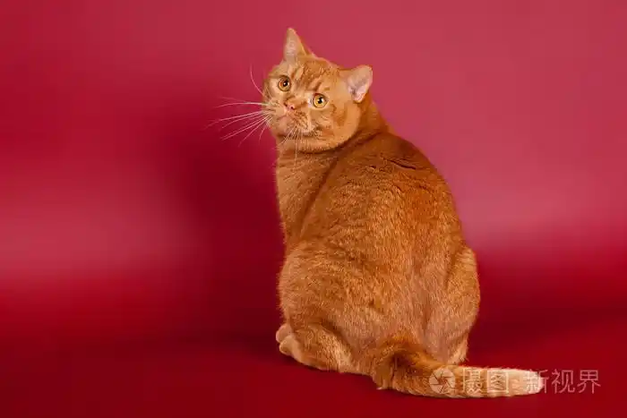 暗红色背景上红色英国男性猫