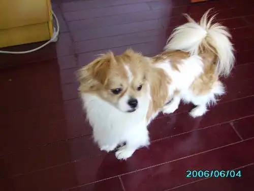 有棕色斑点的京巴狗是什么狗串的?