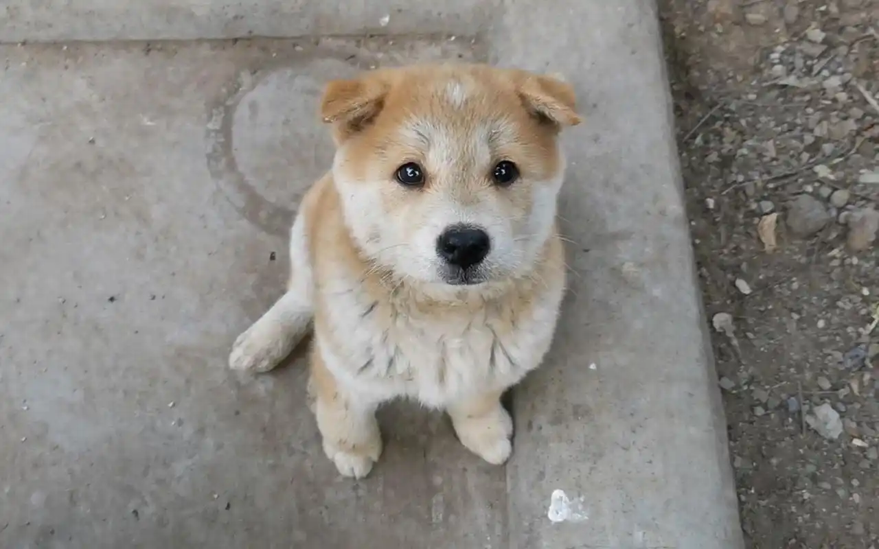 中华田园犬,黄狗白脸三角眼,帅气十足