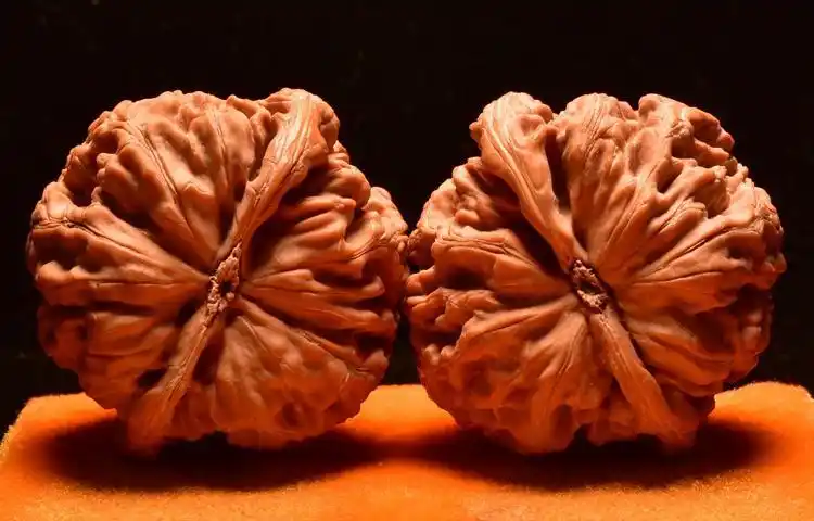 文玩核桃狮子头特大收藏级毕业精品原树大粗筋手盘麻核桃