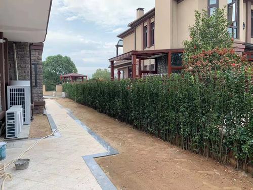 围栏篱笆树苗植物北海道黄杨庭院院子围墙观叶