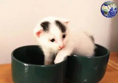 世界上最小的猫咪, 一只手掌能托住三只, 茶杯就能当窝睡