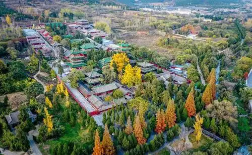 深秋,河南登封嵩山少林寺,寺庙内的千年古银杏树满树金黄,引得众多