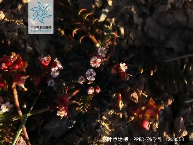 叶基生,羽状深裂,多为全缘.