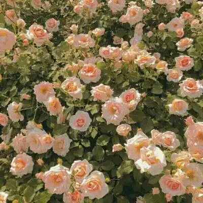 女人的花草招财头像_风景静物头像_我要个性网