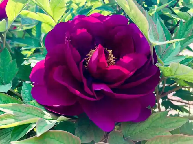 高贵典雅,富贵吉祥.紫色的牡丹花