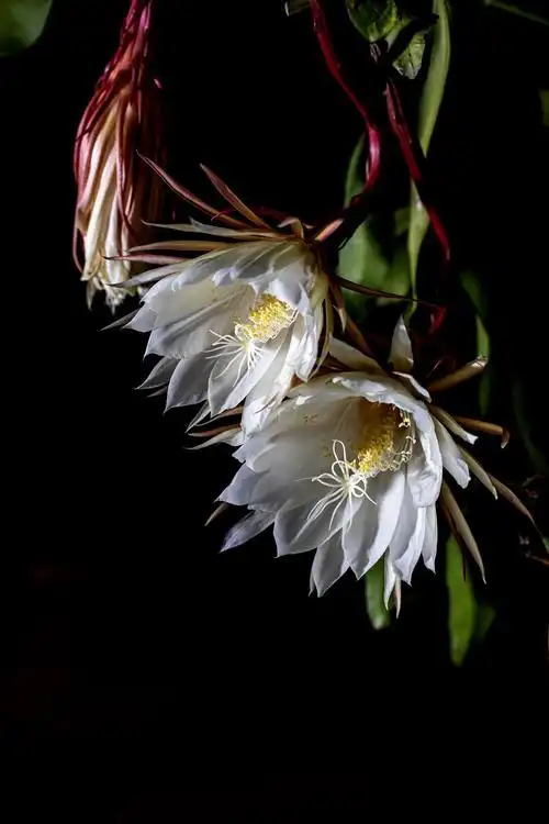 我第一次见昙花开花,真的很美啊!