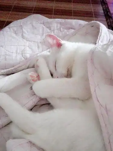 猫咪千姿百态的睡姿