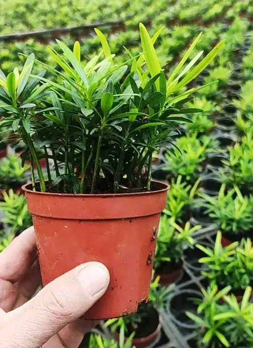 【基地直销】观叶植物小盆栽盆景 水陆缸造景 小叶(a90)罗汉松