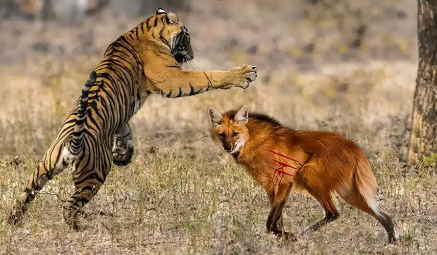 为什么有人说老虎周边不会出现大型的狼群?这是为什么呢?