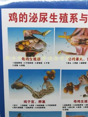 家禽解剖学彩照与挂图鸡的泌尿生殖系统教学挂图销售