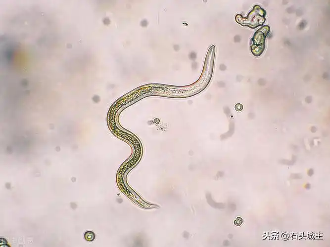 鸟身上的螨虫怎么去除宠物鸟常见的寄生虫病治疗和预防方法