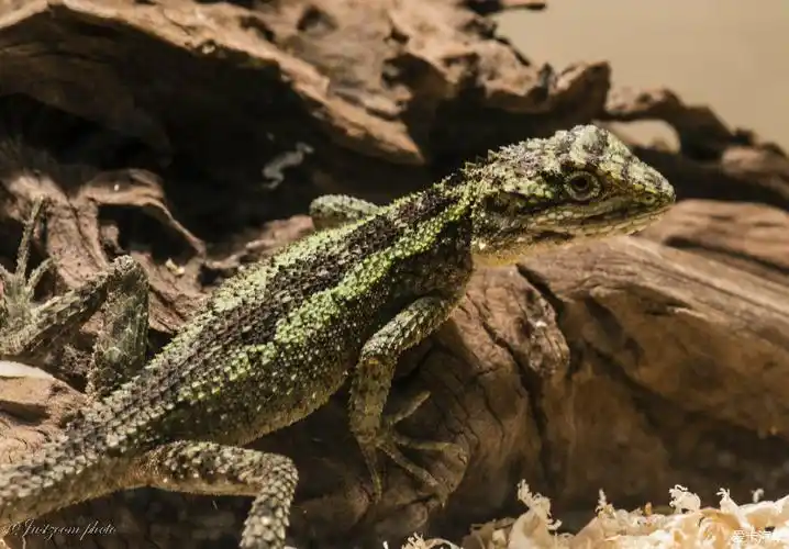 微距空间-丽纹龙蜥