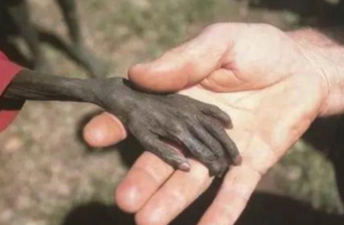 非洲"皮包骨男孩"讨水喝让人泪目,被志愿者收养后,他怎么样了