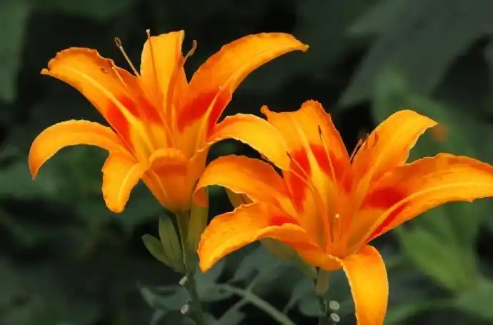 紫萱草学名hemerocallisfulva