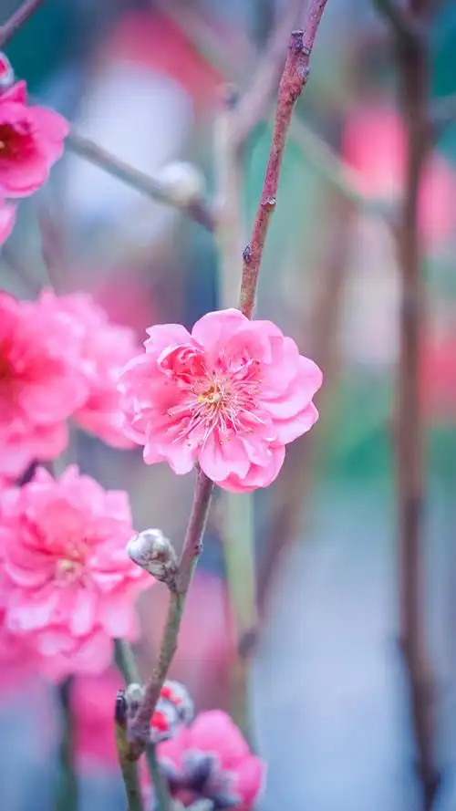 红色桃花唯美意境图片