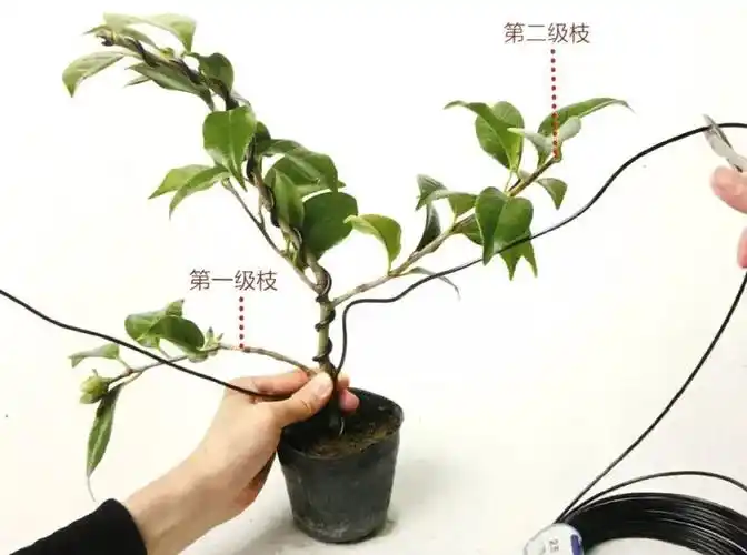 盆景造型初养成,可以从给粗壮的枝条缠绕金属丝开始!
