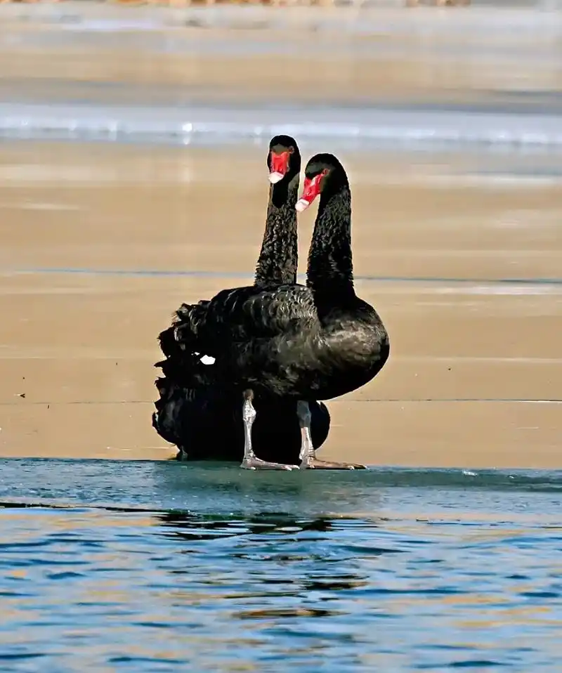 小凌河下游今天来了两只黑天鹅#生活的美无处不在 #唯美意境  - 抖音