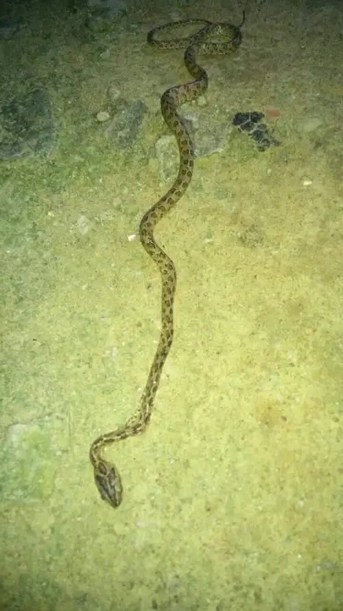 这是什么蛇,很小,但是有点长,跑到我家来的