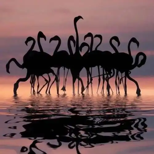 唯美火烈鸟图片头像,微信头像图片