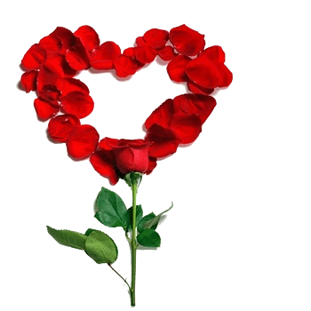 创意心形玫瑰花瓣图片