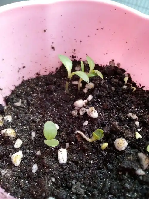 勿忘我生长记录