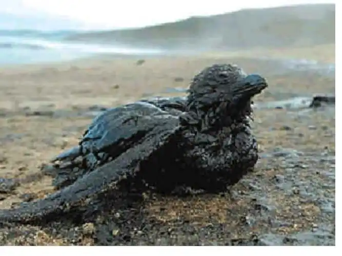 我们的大地妈妈--被破坏的地球