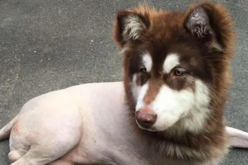 阿拉斯加剃毛要长多久