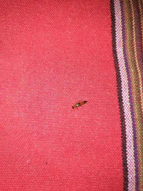 这是什么虫子?咬人么?