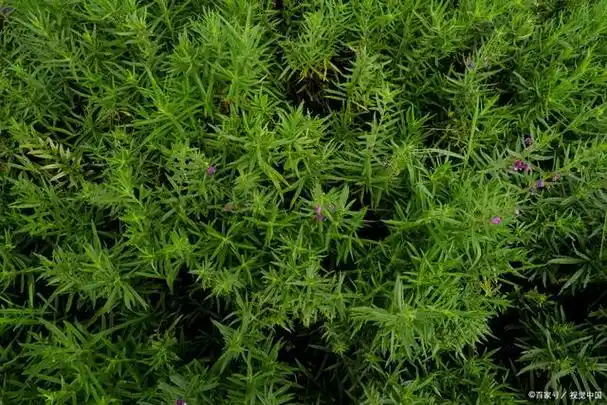 探秘天门冬草植物,了解它的功效与应用