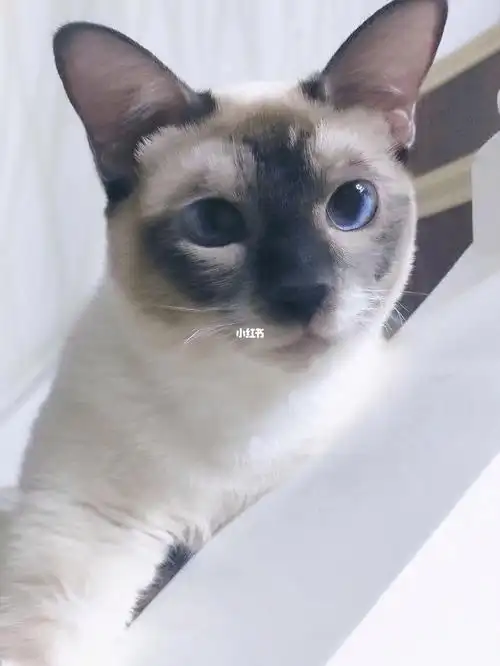 我家暹罗猫怎么可以这么可爱