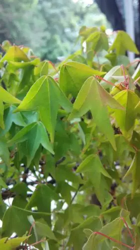 三个角的枫树叶子——三角枫