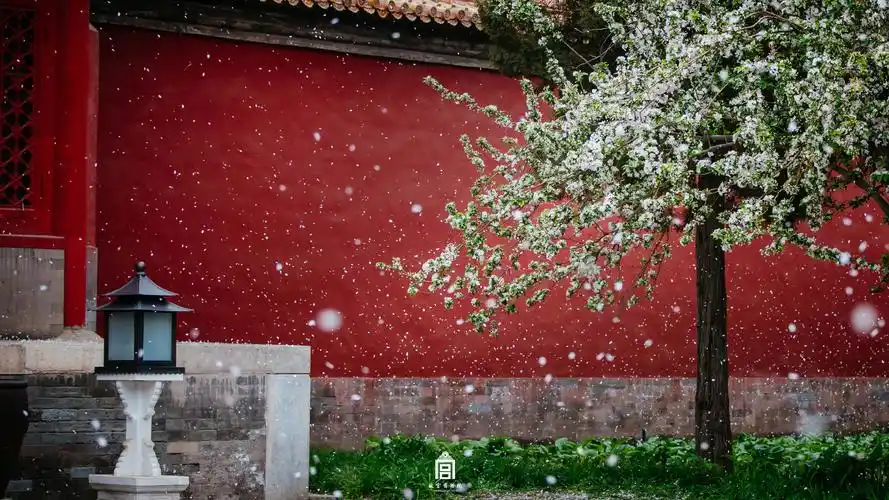 每一张都是壁纸快来存图把故宫的春天捧在手心