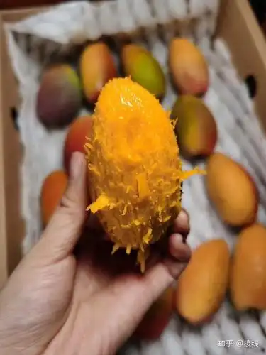 有喜欢吃海南贵妃芒吗5斤装56块包邮贵吗?