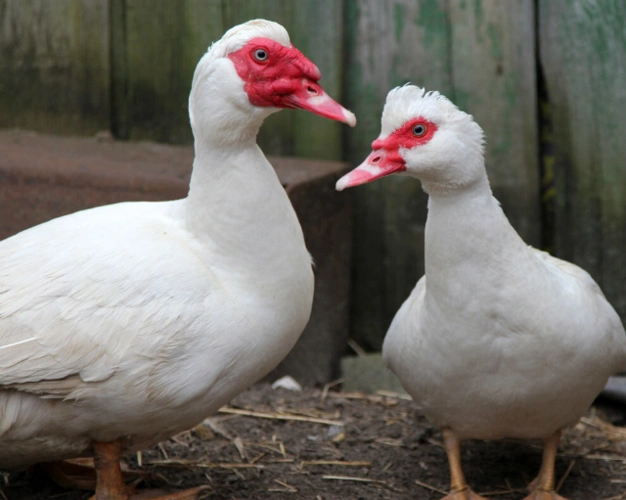 番鸭  怎样可以让番鸭脸红得快 六月龄红脸红脸番鸭怎么分公母 番鸭喂