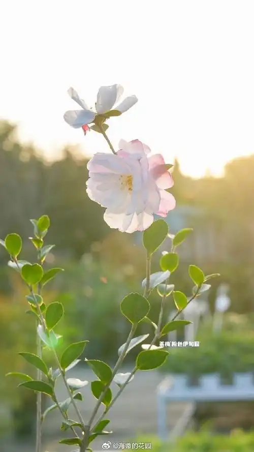 壁纸 花 桌面 690_1227 竖版 竖屏 手机