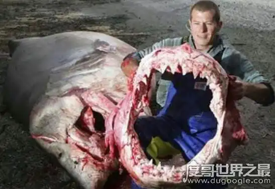 世界十大真实鲨鱼吃人事件惊险的死里逃生经历