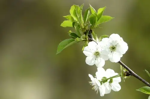樱桃树开花也漂亮