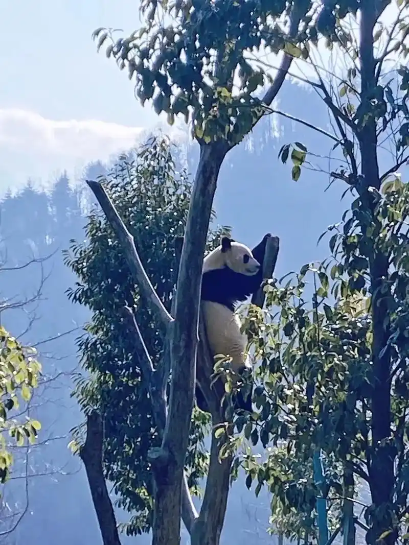 熊猫基地和卧龙的熊 - 抖音