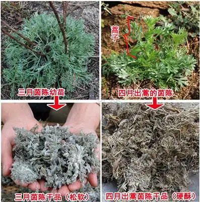 【茵陈】茵陈的功效与作用_副作用_食用方法
